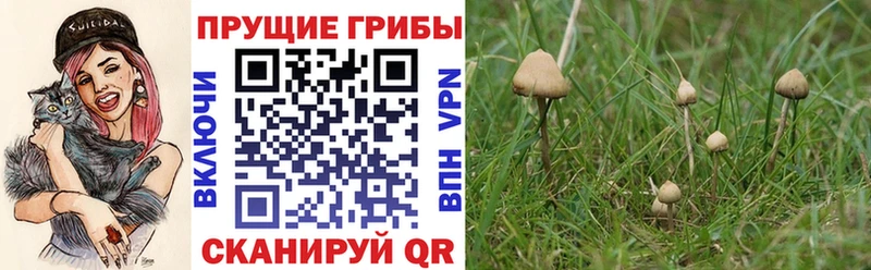 Псилоцибиновые грибы Psilocybine cubensis  цены   Коммунар 